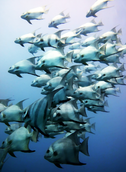 fish-rd